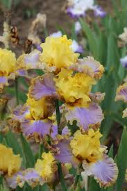 Photo Of The Bloom Of Tall Bearded Iris Iris Catwalk Queen Posted By Aruba1334 National Gardening Association Iris Flowers Iris Garden Beautiful Flowers