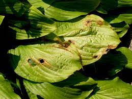 When plants have green and yellow variegated leaves, exposure to morning sun helps enhance the yellow coloring. What S Wrong With My Plant Garden University Of Minnesota Extension