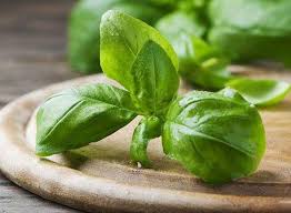 Maybe you would like to learn more about one of these? 5 Manfaat Daun Kemangi Untuk Kecantikan Buktikan Dalam Waktu 20 Menit Semua Halaman Grid Health