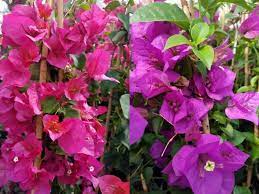 Bougainvilleas grown in containers must have good conditions to thrive, which means they should have a just the name would make it worth growing! Bougainvillea Secrets Kato S Nursery