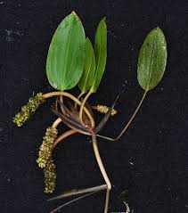 Image result for Potamogeton nodosus