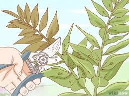 Check spelling or type a new query. 3 Ways To Grow Ruscus Wikihow