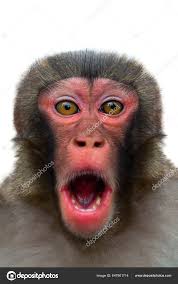 Overrasket Abe Med Store Øjne Isoleret Hvid Baggrund — Stockfoto © bazil  #647901714