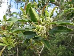 Image result for Ilex mitis