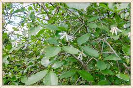 Image result for Gardenia resinifera