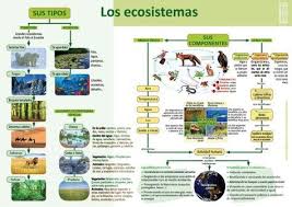 Infografias De Ciencias Naturales Science And Nature Science Biology Ecosystems