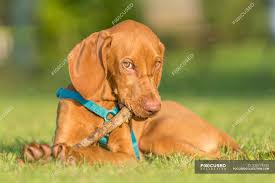 The vizsla is a virtuoso dog who excels on the hunt as both a pointer and retriever. Portrait Of A Male Vizsla Puppy Dog Playing With A Wooden Stick Blurred Background Relaxation Animal Stock Photo 236774352