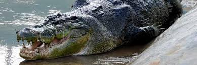 7 Buaya Terbesar Di Dunia Ciepo