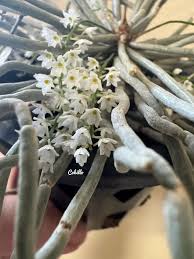 Image result for Microcoelia exilis