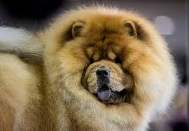 The chomchom roller is the world's best pet hair remover. Breeds 101 Meet The Dignified And Loyal Chow Chow