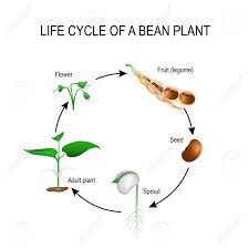 Life Cycle Of A Bean Plant Stages Of Growing Of Bean Seed The Royalty Free Cliparts Vectors And Stock Illustration Image 75006915