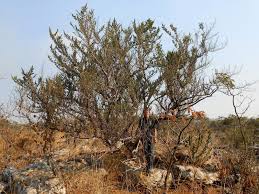 Image result for Barleria tanzaniana