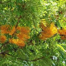 Image result for Acacia robusta