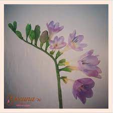 Fresia En Pasta De Goma Gumpaste Freesia Flower Tutorial Fondant Flower Tutorial Gum Paste