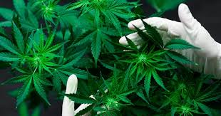 It can have a pleasurable effect and may soothe the. Senado De Mexico Aprueba Despenalizacion De La Marihuana Para Todos Sus Usos El Economista