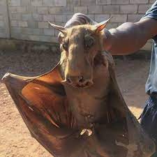 Hammer Headed Bat Facts Big Lipped Bat