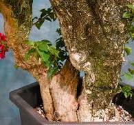 Red Bougainvillea - One of a Kind Bonsai