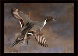 Bird Taxidermy Waterfowl And Duck Mount Gallery In 2020 Bird Taxidermy Duck Mount Taxidermy