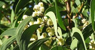 Acacia Koa Leaves And Flowers Jpg 500 375 Plant Leaves Plants Leaves