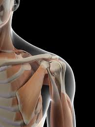 Pin On Chiro School