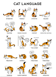 feline mysteries solved with cat body language chart cute