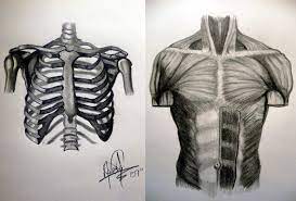 Enjoy a selection of illustrations, sketches, model sheets and tutorials by various artists, collected and shown here for educational and inspirational purposes only. Human Anatomy Torso By Halogoddess1 On Deviantart