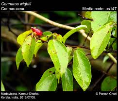 Image result for Connaraceae