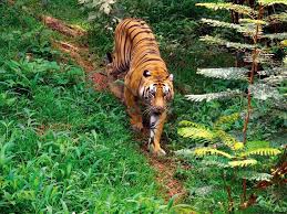 Indian Tiger Reserve A Wildlife Enthusiast S Guide With Images Tourist Places Walking In Nature