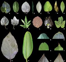 Image result for Triaspis hypericoides