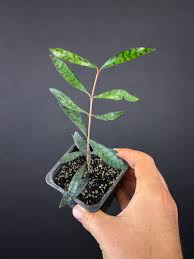 Image result for Rutidea