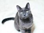 Available Russian Blue Kittens For Sale & Cats For Adoption