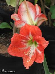 Image result for Hippeastrum