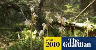 Image result for Epipogium