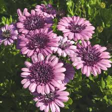 Foto af christa eder hos mostphotos. Bornholm Margerite Fotos Und Bilder Bei Zoonar Kaufen