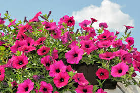 Image result for foto surfínie