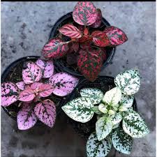 Annual, biennial, perennial, dan wildflower. Bunga Hias Hypoestes Bunga Hipotes Shopee Indonesia