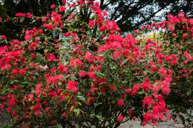 Image result for Calliandra haematocephala
