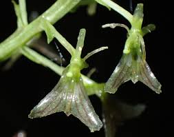 Image result for Liparis deistelii