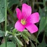 Image result for Oxalis debilis