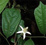 Image result for Grewia inaequilatera