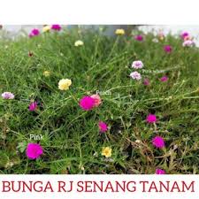 Bunga strawberry adalah bunga yang tergolong sempurna yang memiliki dua alat reproduksi dalam satu bunga. Satu Keratan Bunga Ros Jepun Jenis Carnation Pokok Bunga Pukul 10 Japanese Rose Rose Jepun Shopee Malaysia