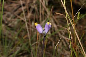 Image result for Burmannia