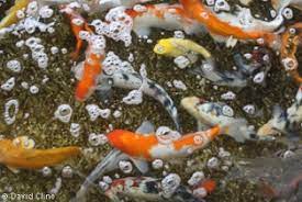 Goldfish spawn more readily in an outside pond because the water temperature changes are greater sunlight hits the pond sooner the goldfish probably feel more comfortable in a greater volume of water pollution caused by heavy feeding has less effect on water conditions. Goldfish Freshwater Aquaculture