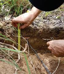 Image result for Trichoneura schlechteri