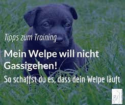 Wann immer der welpe schläfrig ist, legen sie ihn in die kiste neben sich, damit er sich wohl fühlt. Welpenerziehung Welpe Will Nicht Gassi Gehen Welpenerziehung