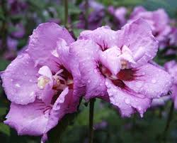 Image result for Hibiscus syriacus Violet Clair Double