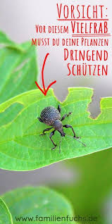 Llll Dickmaulrussler Bekampfen So Wird Man Ihn Los Alle Infos 2019 Schadlinge Im Garten Garten Pflanzen Gartenschadlinge