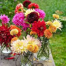 40 Strange But Actually Genius Ways To Use Baking Soda You Didn T Know Life Just Got Easier Dahlia Flower Dahlias Garden Growing Dahlias