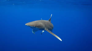 Sharks | Danielle'S Dives Blog | Page 2