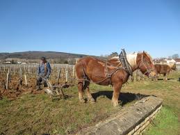 Le motoculteur est un appareil très utile qui permet de préparer la terre du jardin avant d'y réaliser des plantations. Labour Wikipedia